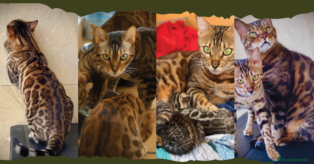 Imagen de galería {{count}}