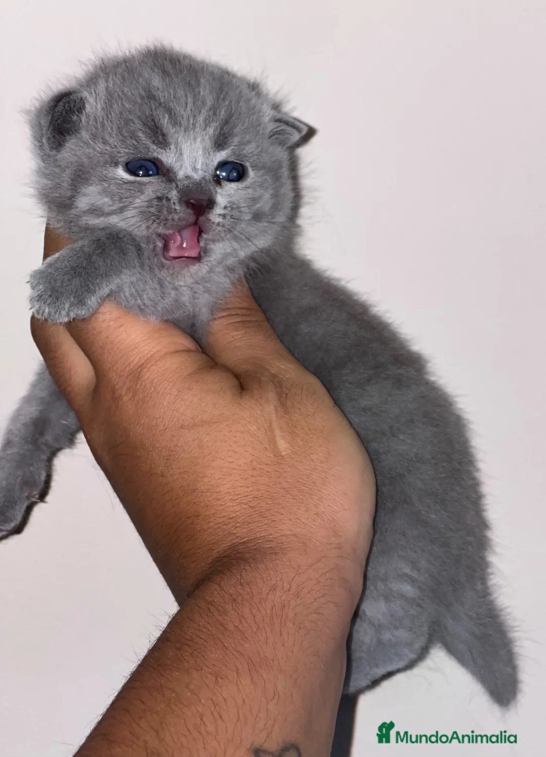 Británico de Pelo Corto Azul gatos en venta: HEMBRITA BLUE BRITISH SHORTHAIR  - Anuncio 2