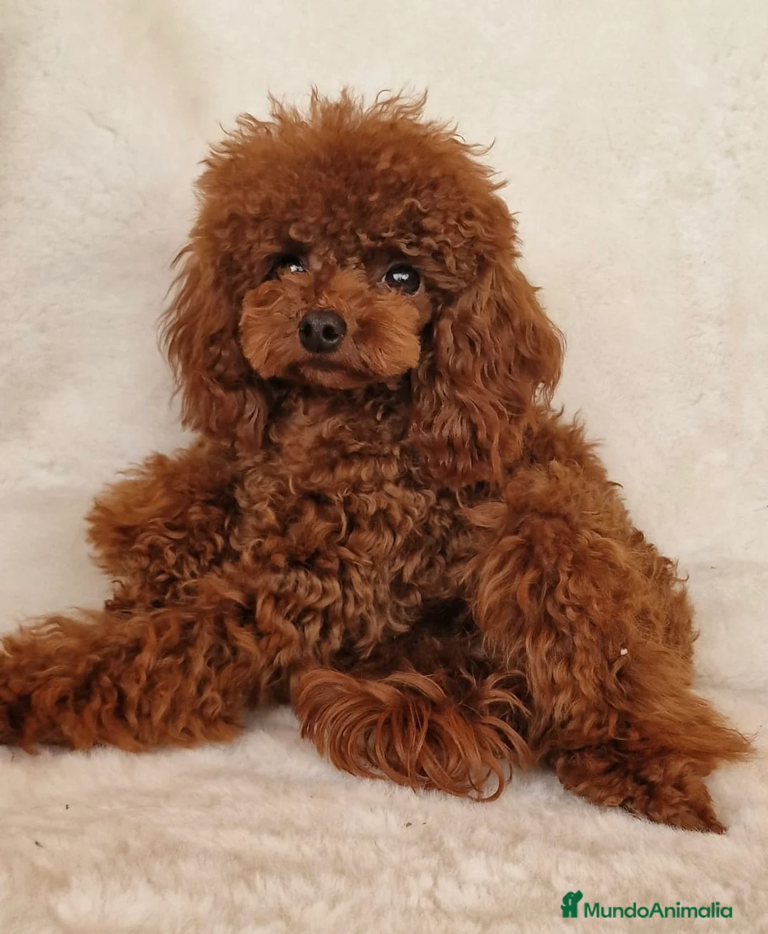 Imagen de galería {{count}}