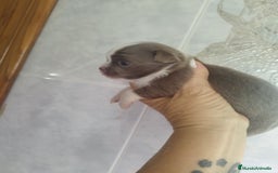 Chihuahua perros en venta: Chihuahua Toy pura raza - Imagen 1