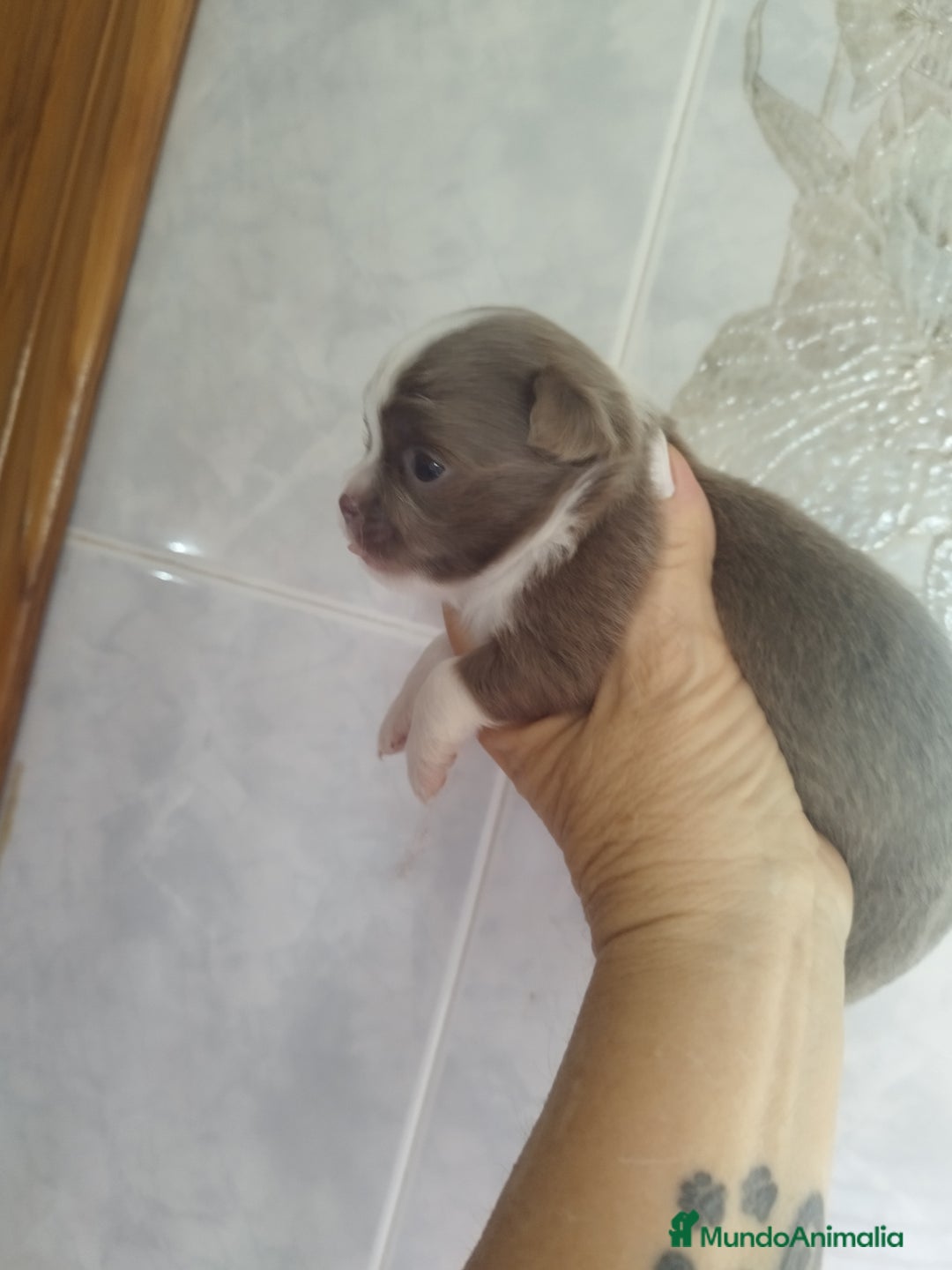 Chihuahua perros en venta: Chihuahua Toy pura raza - Imagen 1