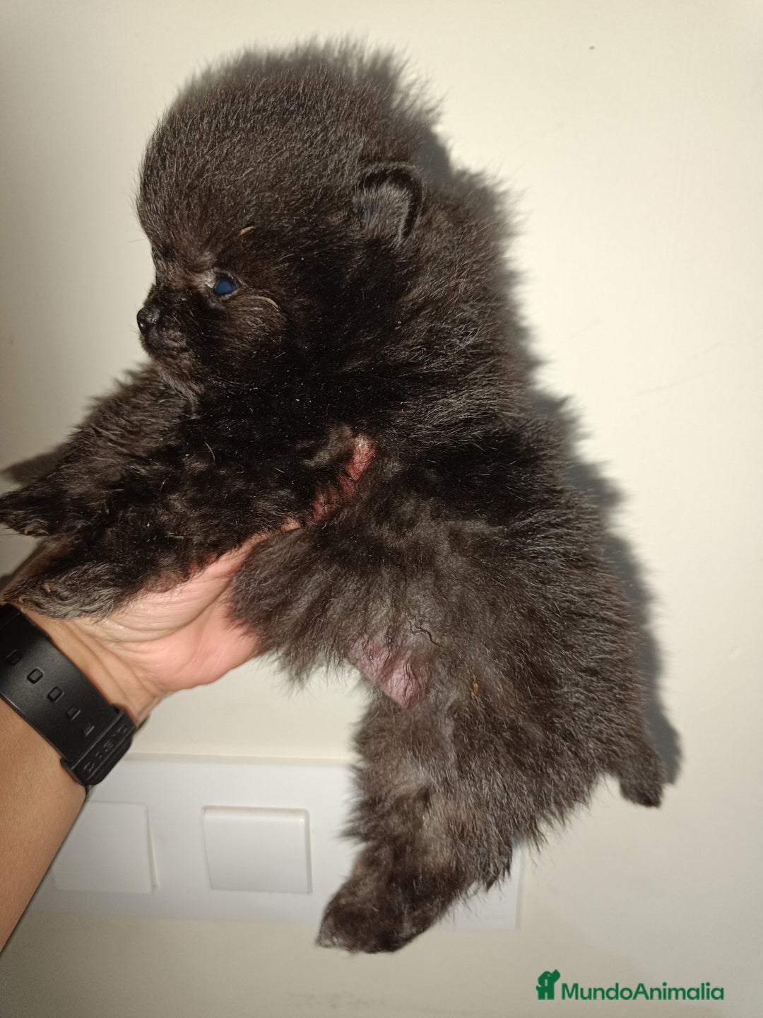 Pomerania perros en venta: Pomerania  - Anuncio 2