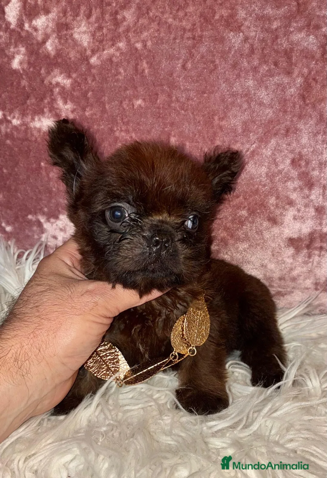 Bulldog Francés perros en venta: Bulldog francés fluffy - Anuncio 1