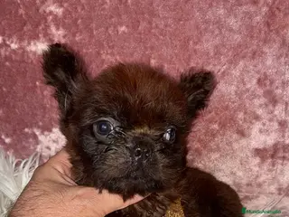 Bulldog Francés perros Bulldog francés fluffy - Anuncio 1