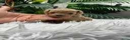 Caniche Toy perros en venta: CANICHE TOY HEMBRA - Anuncio 2