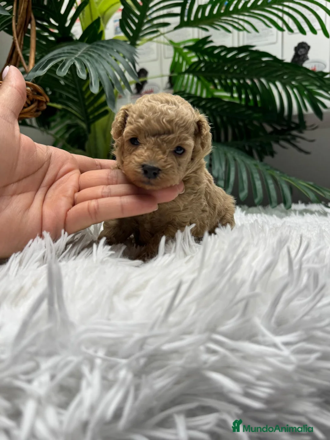 Caniche Toy perros en venta: CANICHE TOY HEMBRA - Anuncio 2