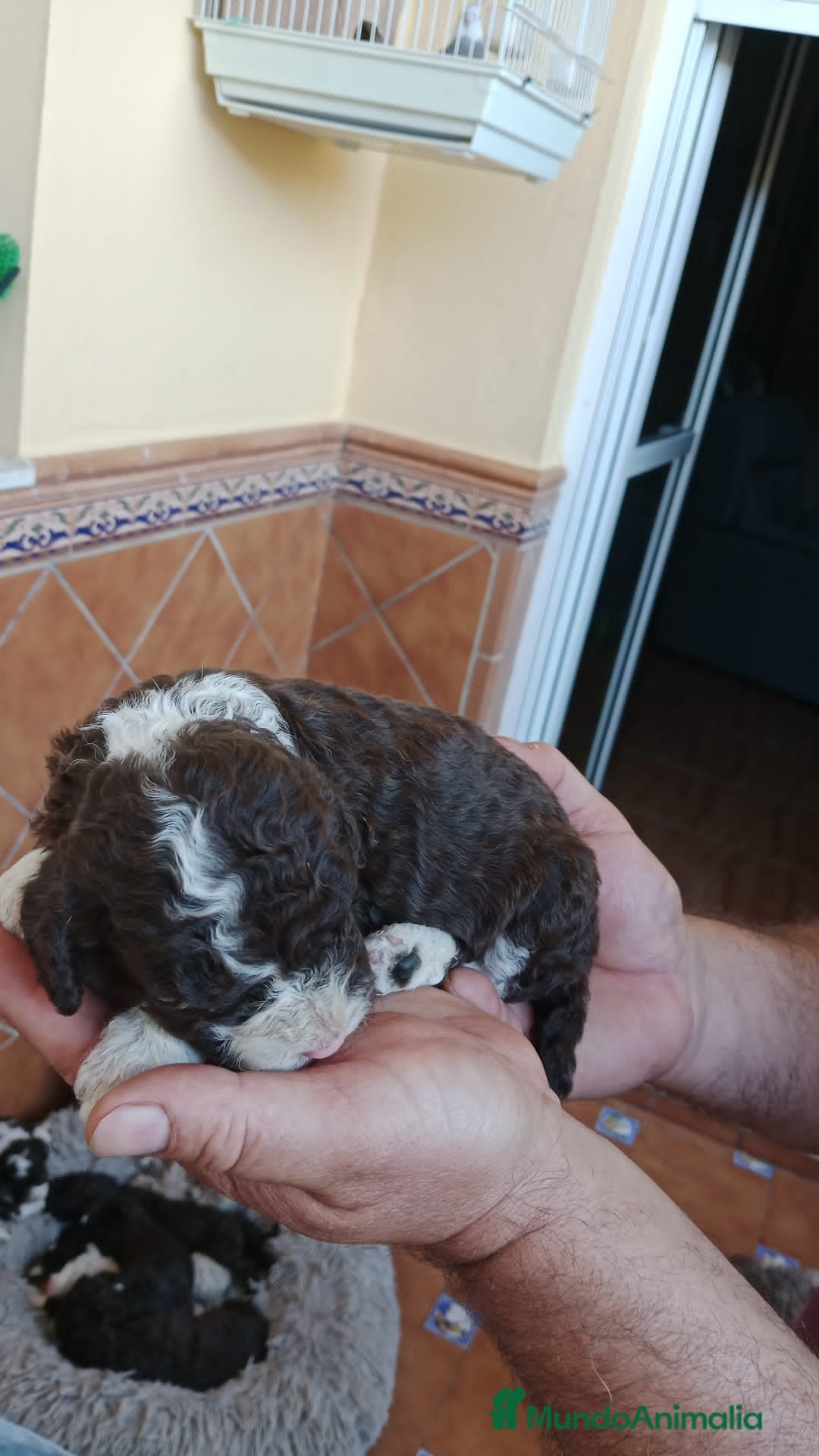 Perro de Agua Español perros PRECIOSOS PDA BICOLOR ahora 600€ - Anuncio 18