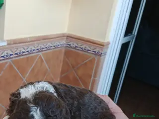Perro de Agua Español perros PRECIOSOS PDA BICOLOR ahora 600€ - Anuncio 18