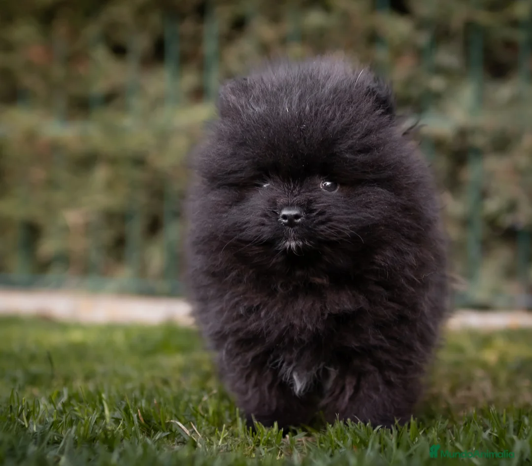 Pomerania perros en venta: Pomerania Toy macho negro  - Anuncio 1