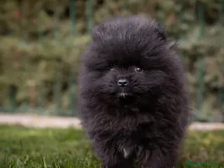 Pomerania perros en venta: Pomerania Toy macho negro - Anuncio 3