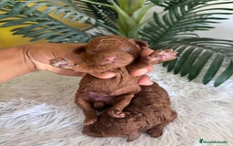 Caniche Toy perros en venta: CANICHE TOY ROJO - Imagen 2