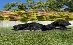 Caniche Toy perros en venta: CANICHE TOY - Imagen 19