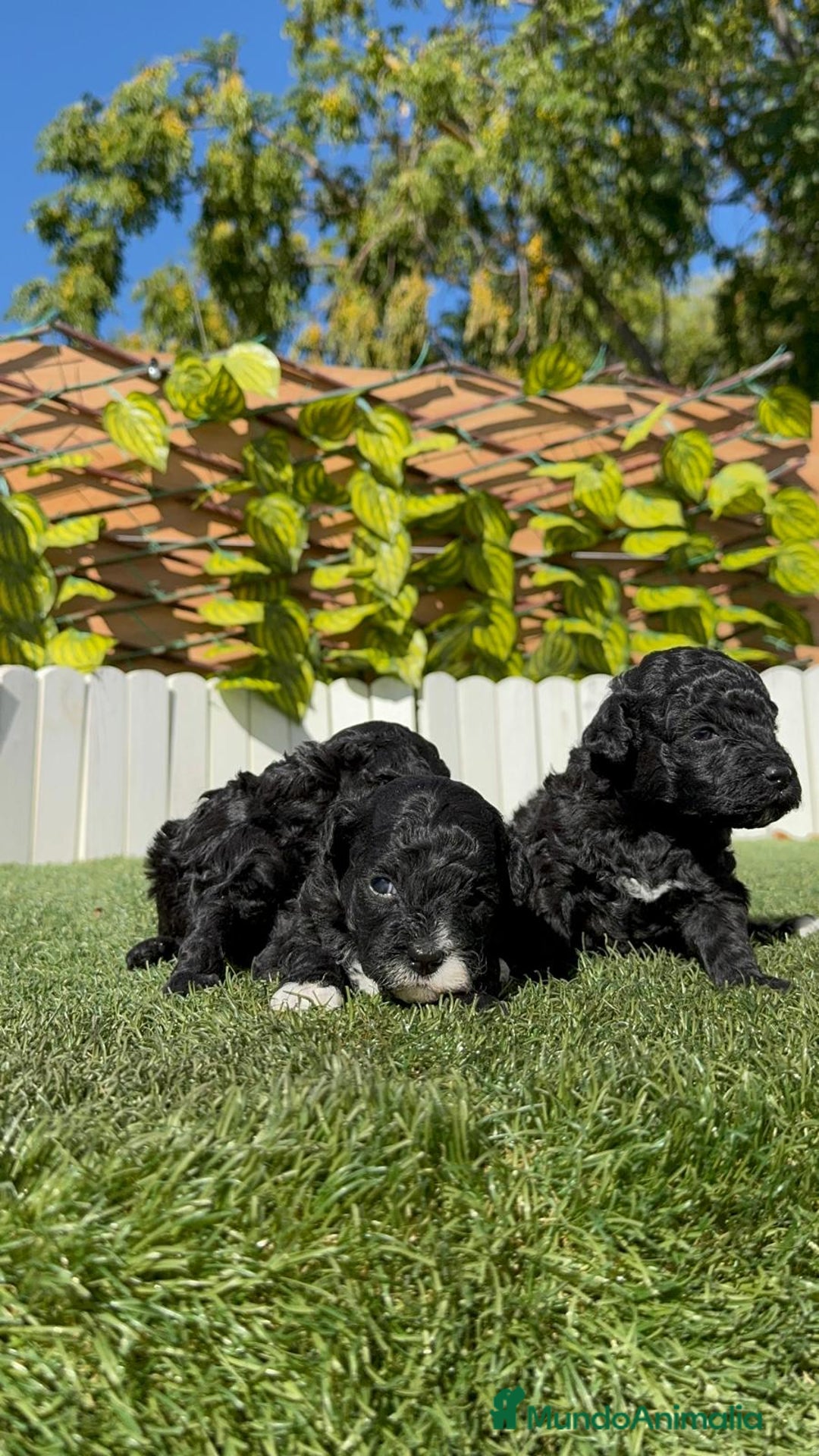 Caniche Toy perros en venta: CANICHE TOY - Imagen 19