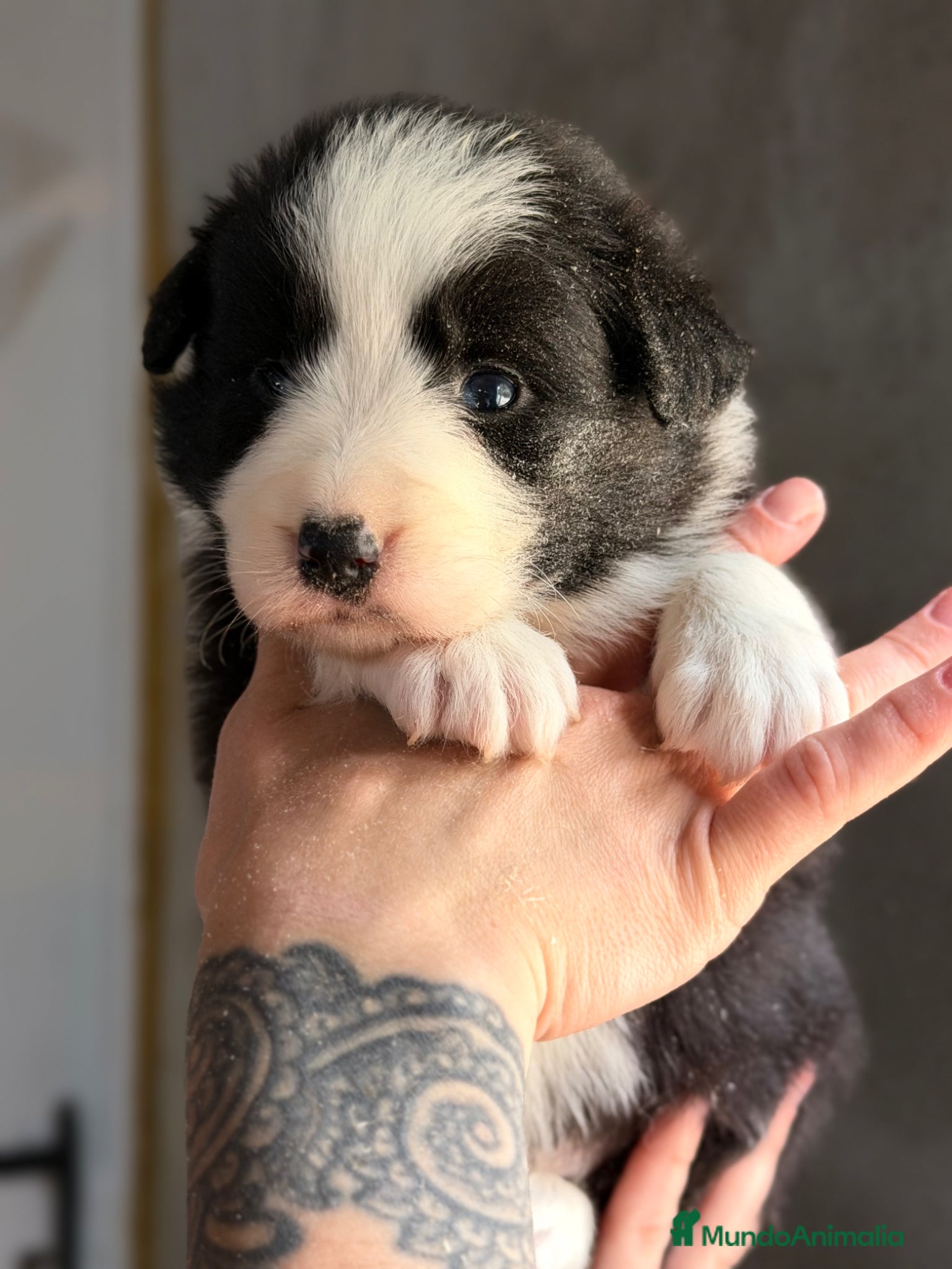Border Collie perros Border negro y blanco  - Anuncio 3