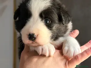 Border Collie perros Border negro y blanco - Anuncio 3