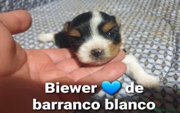 Biewer Yorkshire Terrier a la Pom Pon perros en venta: Precioso macho con pedigree - Imagen 1
