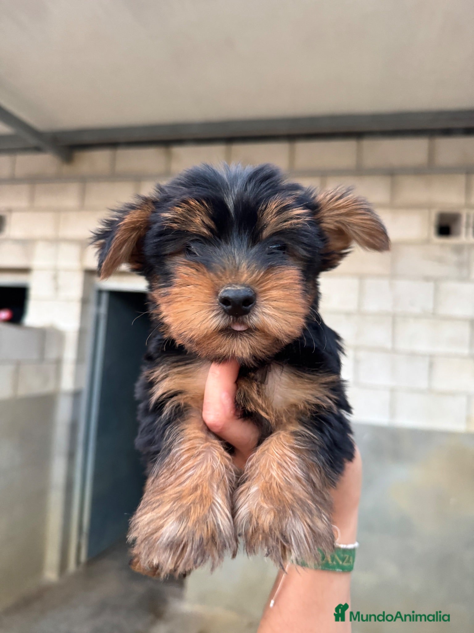 Yorkshire Terrier perros CACHORROS DE YORKSHIRE TERRIER  - Anuncio 1