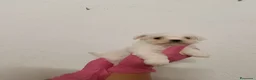 Bichón Maltés perros en venta: Bichón maltés  - Anuncio 2