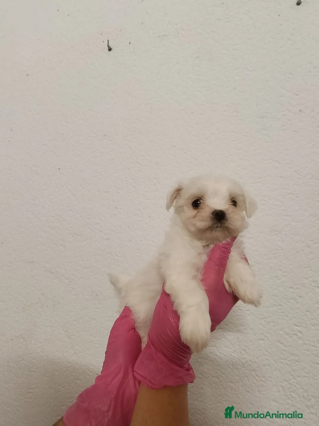 Bichón Maltés perros en venta: Bichón maltés  - Anuncio 2