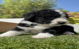 Perro de Agua Español perros en venta: PERRO DE AGUA RABON - Imagen 1