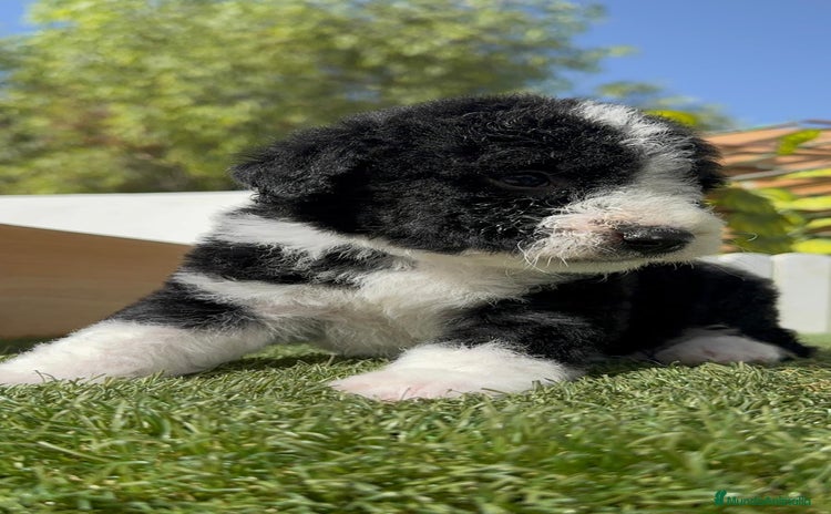Perro de Agua Español perros - Anuncio 1