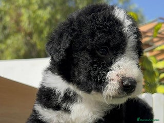 Perro de Agua Español perros - Anuncio 20