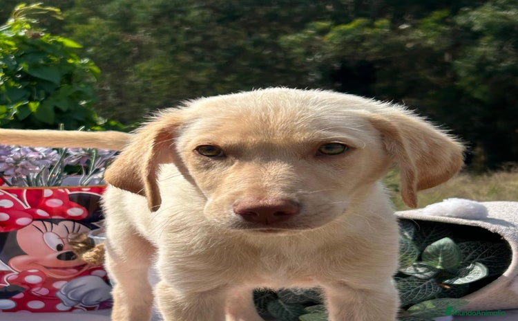 Labrador Retriever perros - Propaganda 1