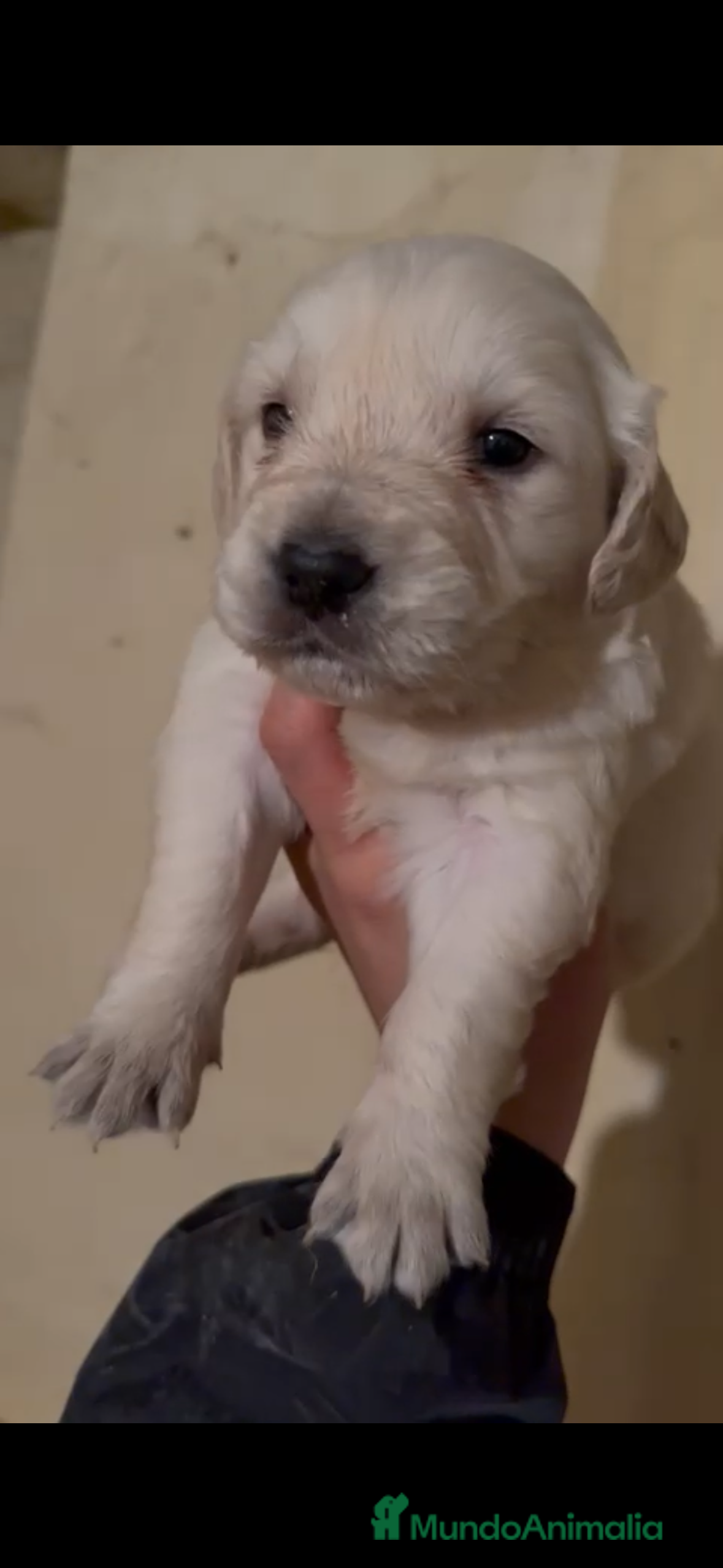 Golden Retriever perros Golden retriever macho - Anuncio 2