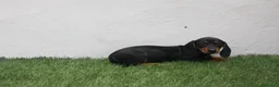Teckel Miniatura perros en venta: Teckel Miniatura  - Anuncio 13