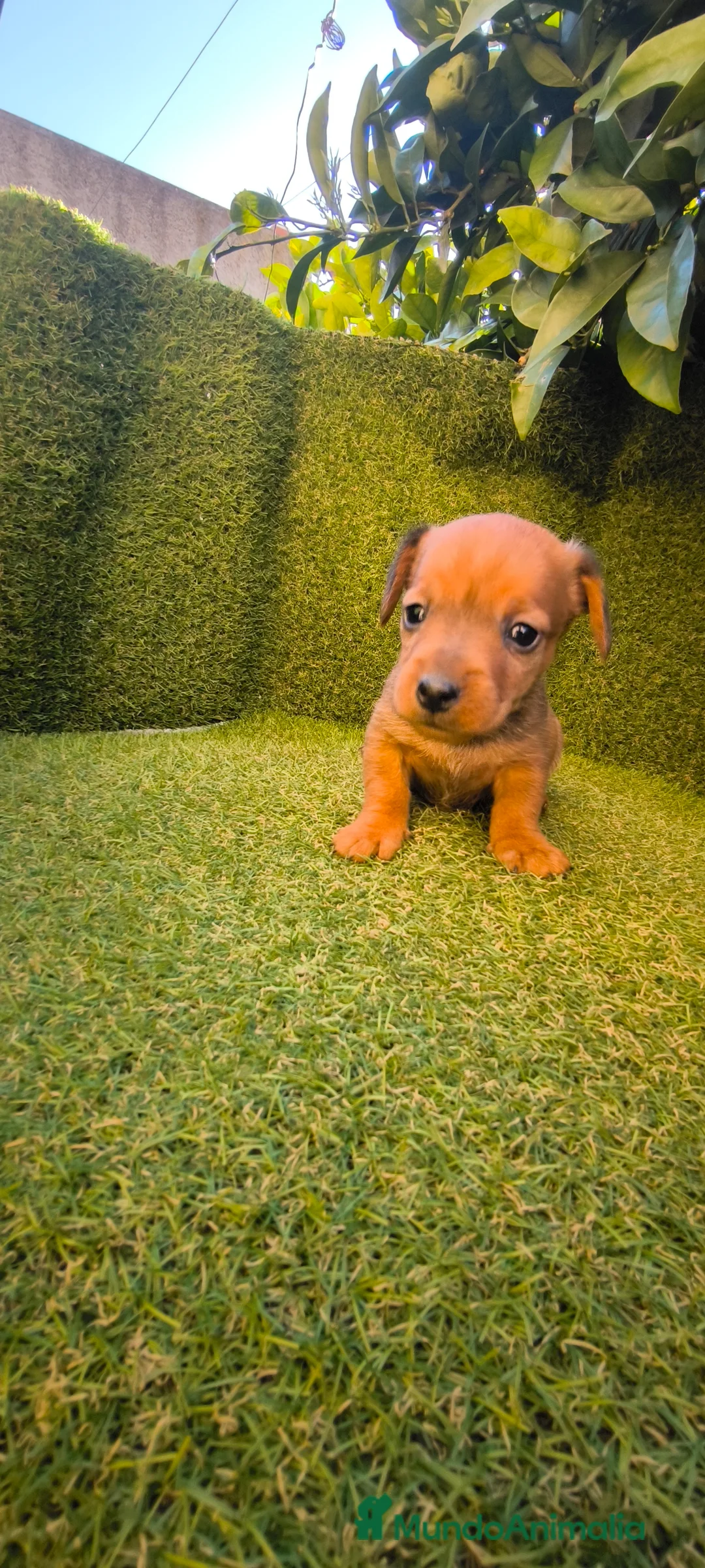 Teckel Miniatura perros en venta: camada teckel miniatura  - Anuncio 3