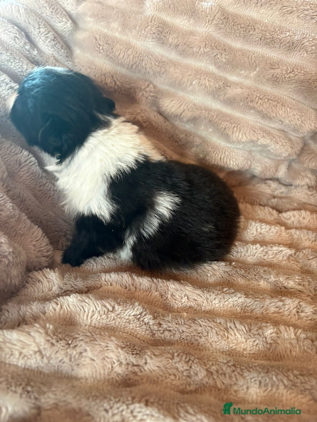 Pomerania perros en venta: Pele y Mele ya son papas , lulu pomerania toy  - Anuncio 11