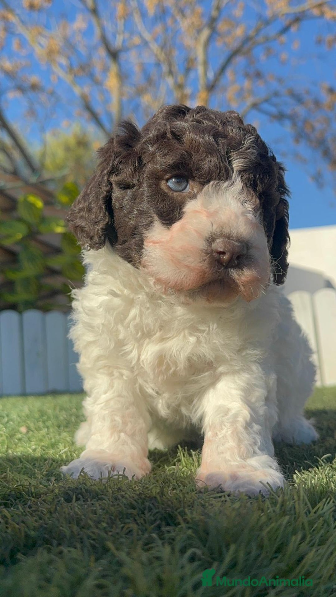 Perro de Agua Español perros en venta: PERRO DE AGUA MACHO - Anuncio 7