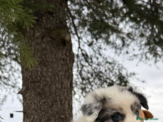 Border Collie perros CAMADA DE BORDER COLLIE MERLE - Anuncio 10