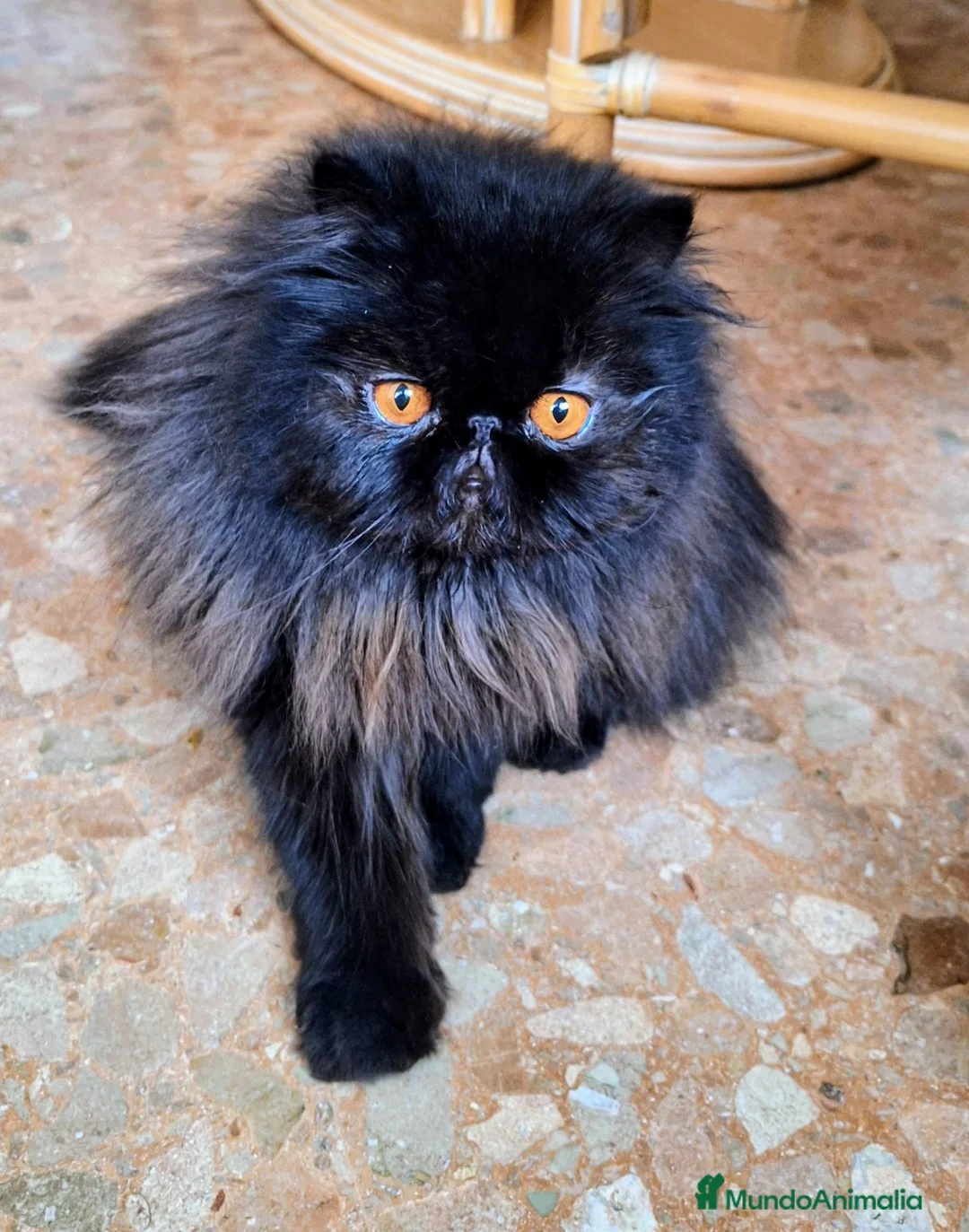 Persa gatos en venta: Gc, ch, ich - Anuncio 4