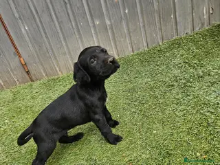Braco Alemán de Pelo Corto perros Ultimo cachorro - Anuncio 19
