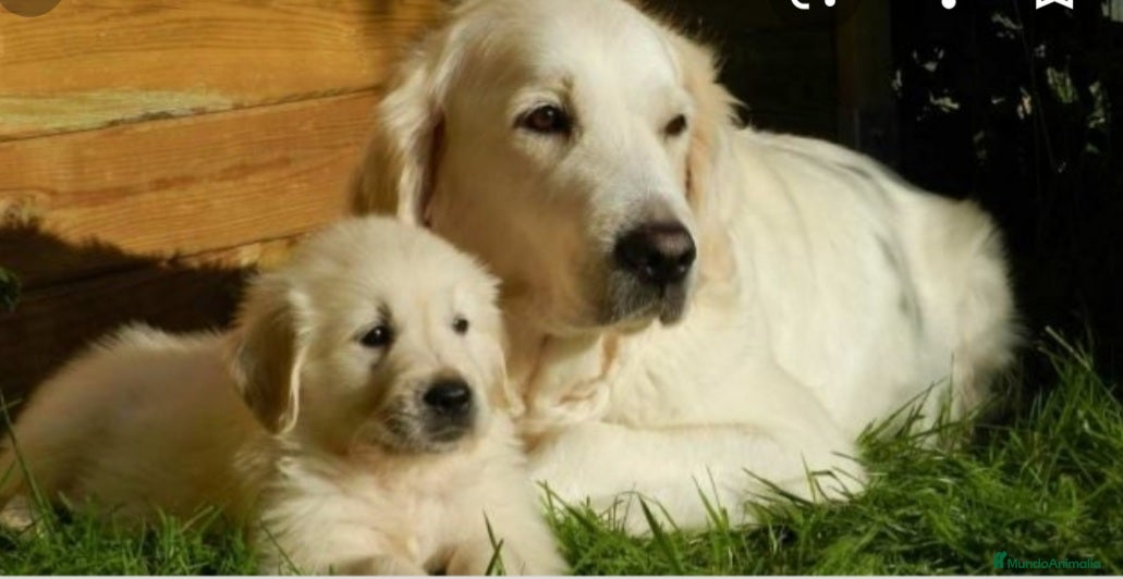 Golden Retriever perros Golden retriever  - Anuncio 1