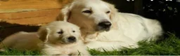 Golden Retriever perros en venta: Golden retriever  - Anuncio 1