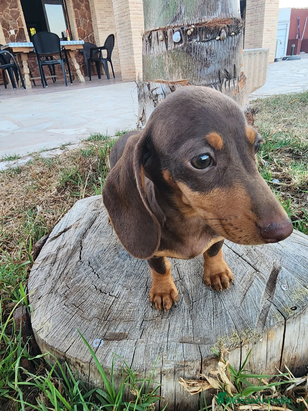 Teckel perros en venta: Camada teckel chocolate - Anuncio 13