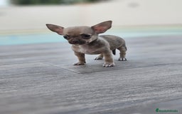 Chihuahua perros en venta: CHIHUAHUA MACHO - Imagen 7