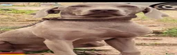 Weimaraner perros en venta: Preciosa camada de Braco de Weimar  en Barcelona - Anuncio 3