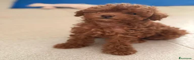 Caniche Toy 2