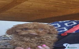 Caniche Toy perros en venta: CAMADA DE CANICHE  - Imagen 2