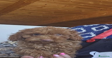 Caniche Toy perros - Propaganda 3