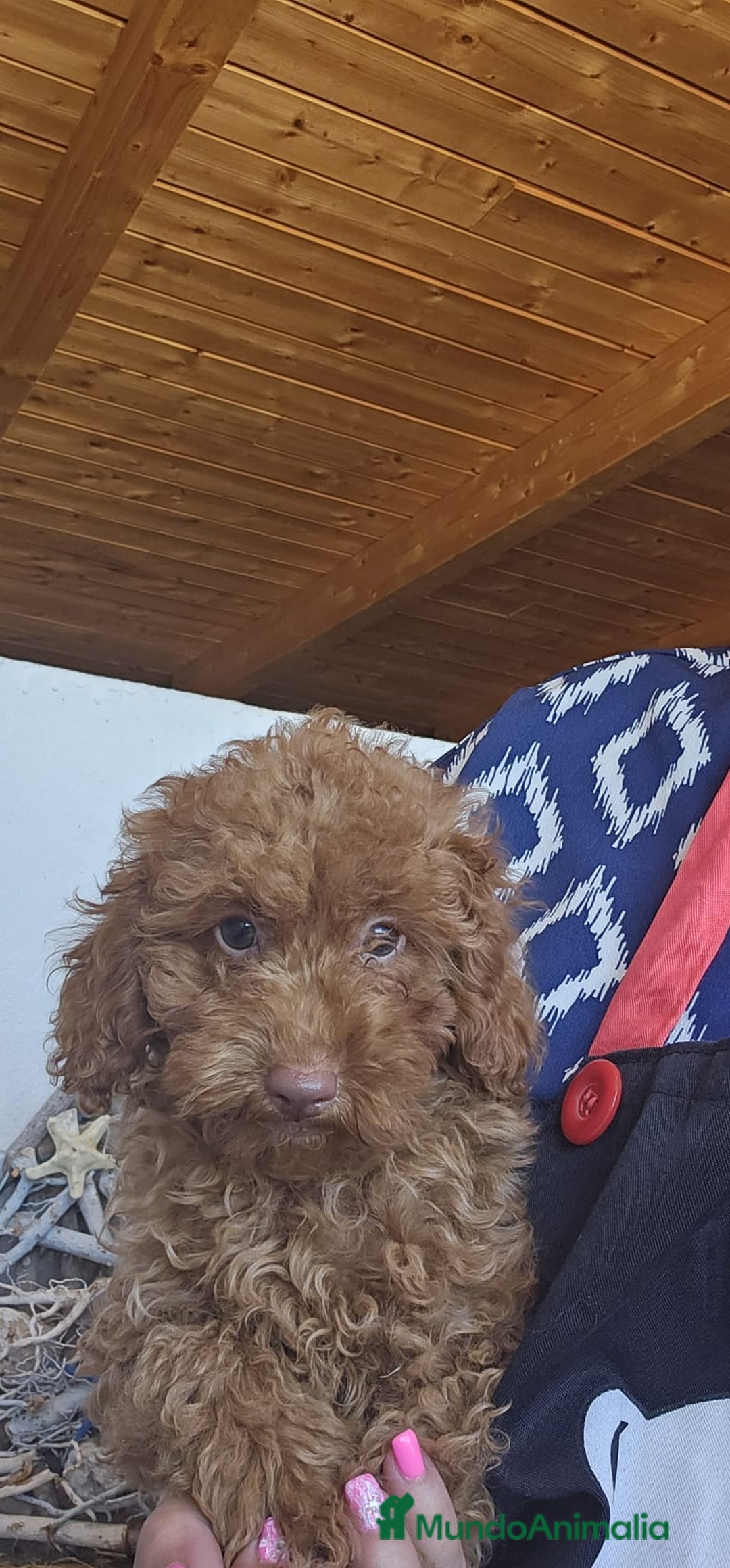 Caniche Toy perros en venta: CAMADA DE CANICHE  - Imagen 2