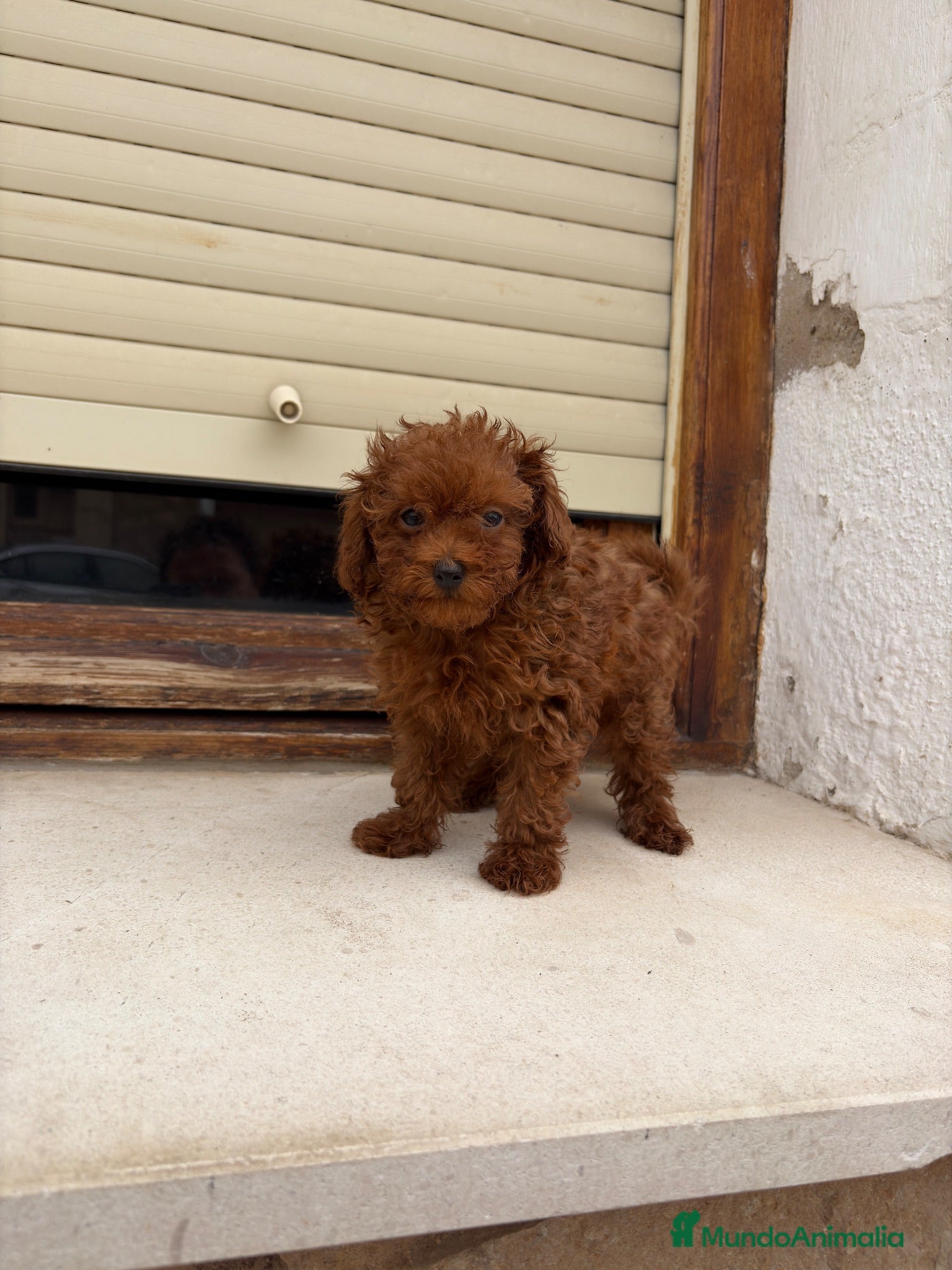Caniche Toy perros Caniche Toy rojo  - Anuncio 1