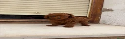 Caniche Toy perros en venta: Caniche Toy rojo  - Anuncio 1