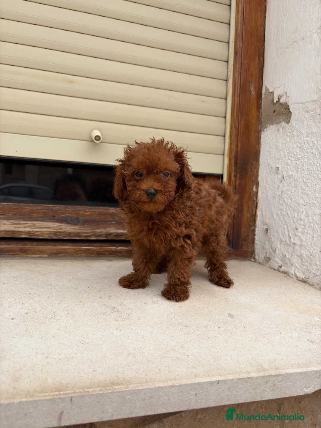 Caniche Toy perros en venta: Caniche Toy rojo  - Anuncio 1