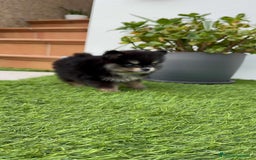 Pomerania perros en venta: POMERANIA HEMBRA Mascotas del sur - Imagen 12