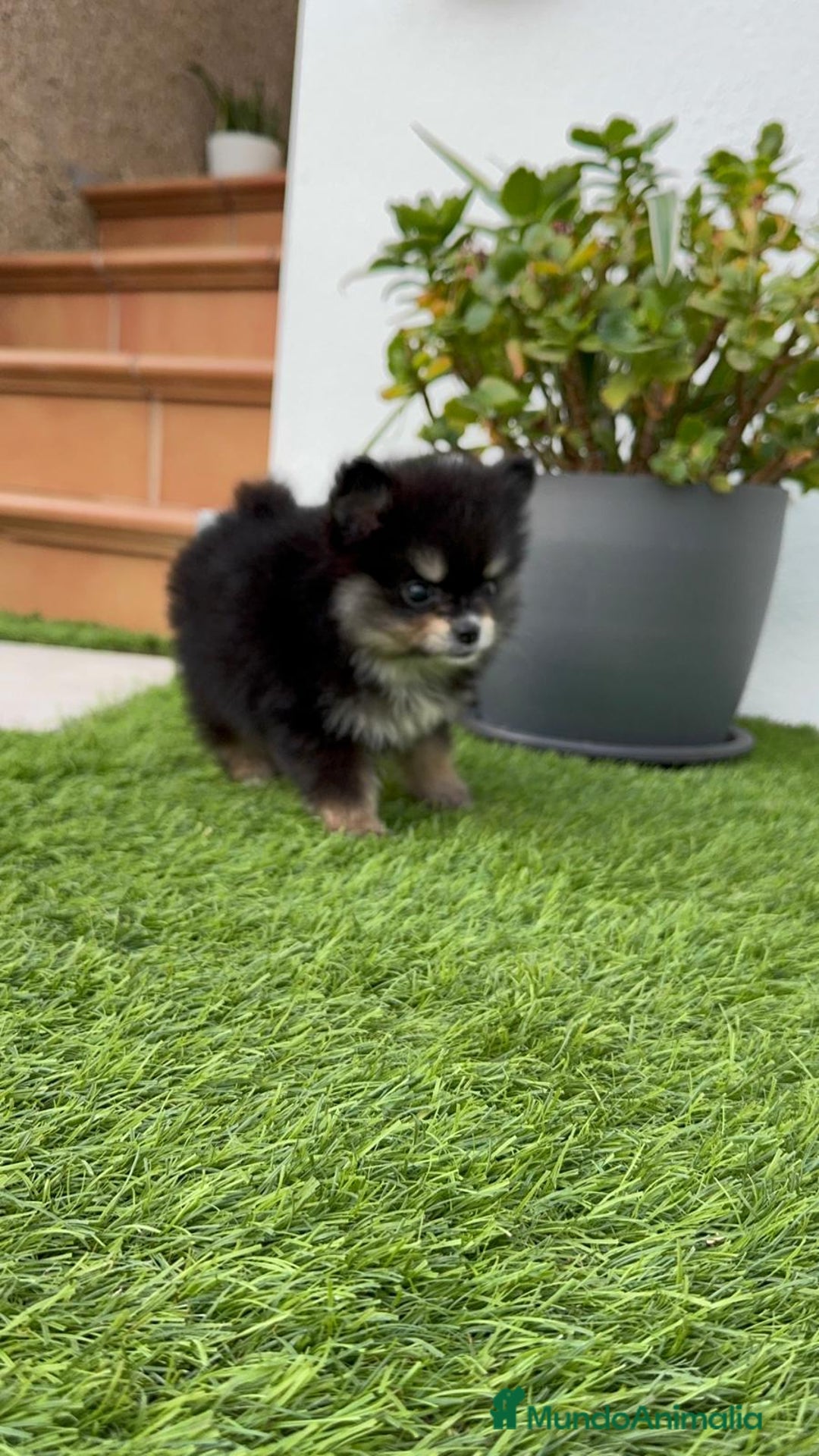 Pomerania perros en venta: POMERANIA HEMBRA Mascotas del sur - Imagen 12