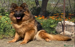 Pastor Alemán perros en venta: Cachorros de pastor alemán  en Salamanca - Imagen 16